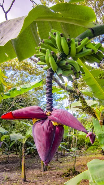 Blühender Bananenbaum Auf Einer Plantage Costa Rica — Stockfoto