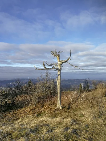 Döda Träd Stam Som Symbol För Ålder Morgonljus — Stockfoto