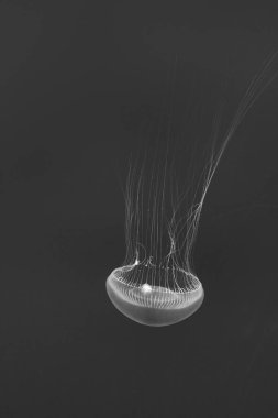 derin karanlık mavi denizde şeffaf jöle balık