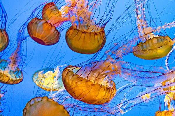 Swarm Jelly Fishes Deep Ocean — Stock Photo, Image