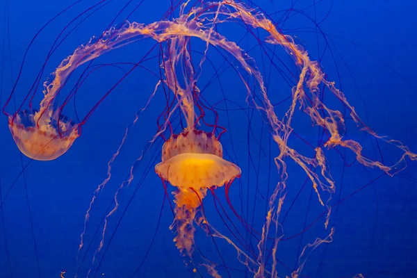 Natursköna Gelé Fiskar Det Blå Havet — Stockfoto