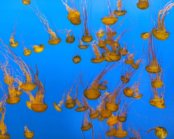 Swarm Jelly Fish Blue Sea — Stock Photo, Image