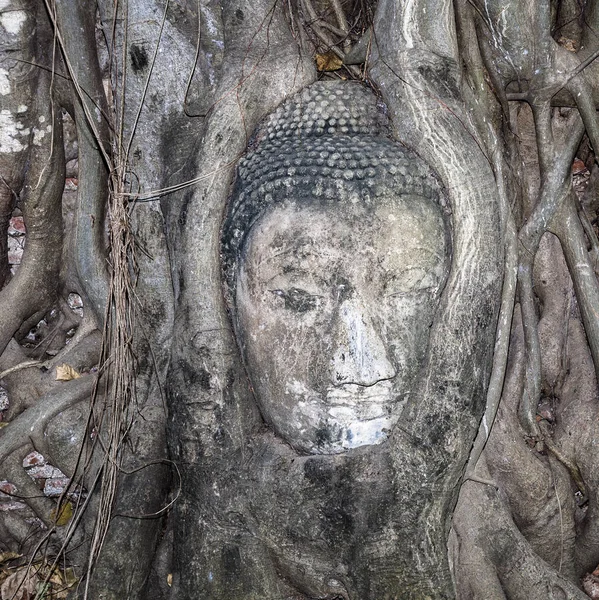 Budas Cabeça Mahathat Templo Coberto Por Raízes Uma Árvore — Fotografia de Stock