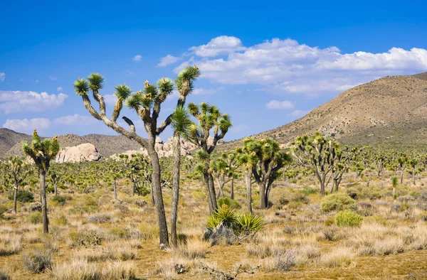 Joshua Boom Met Vallende Stenen Joshua Tree National Park — Stockfoto