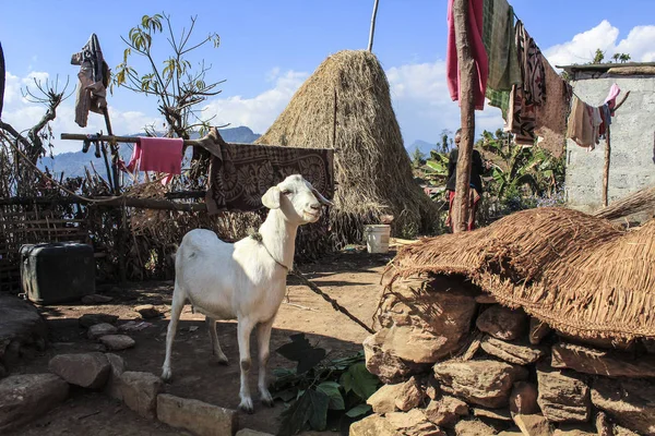 Pequena Fazenda Com Cabra Pilha Palha Nepal — Fotografia de Stock