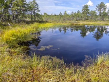 harku orman doğa iz Tallinn, Estonya yakınındaki manzara