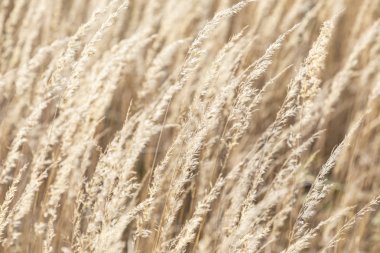 Rüzgar vahşi Mısır harmonik detay