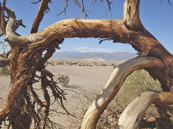 Dried Wood Mesquite Flats Death Valley Desert Usa — Stock Photo, Image