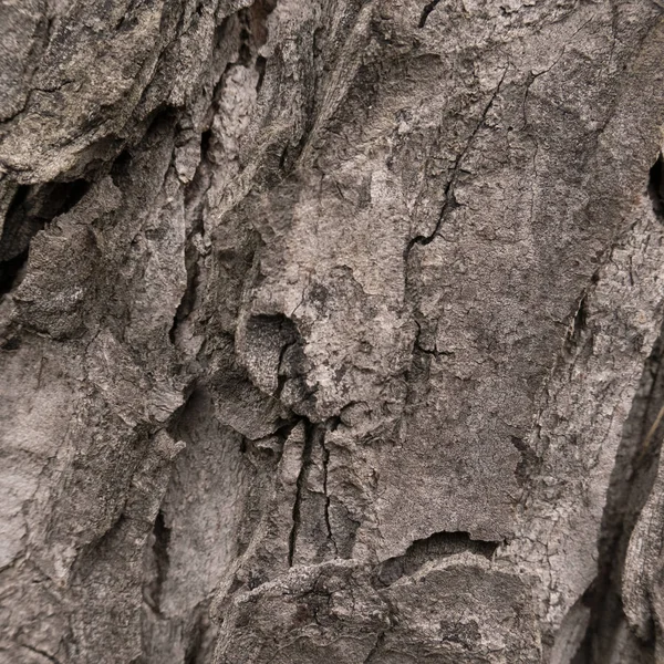 調波構造に濡れた樹皮のクローズ アップ — ストック写真