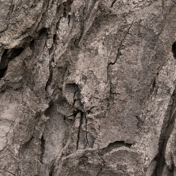 Närbild Våt Bark Harmoniska Struktur — Stockfoto