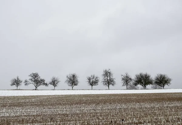 Fileira Árvores Inverno Com Céu Cinza Parcialmente Neve Campo Primeiro — Fotografia de Stock