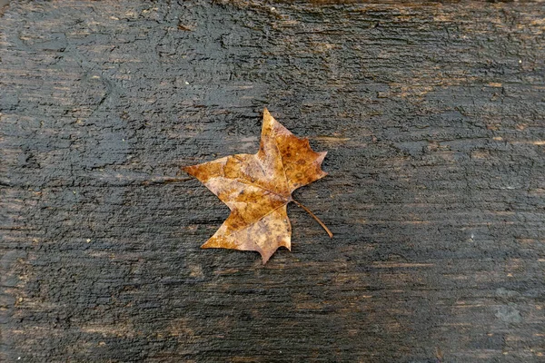 時代の象徴としてベンチに濡れた葉の詳細 — ストック写真