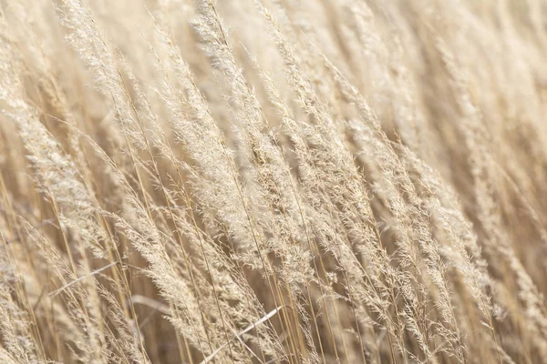 Гармонические Детали Дикой Кукурузы Ветру — стоковое фото