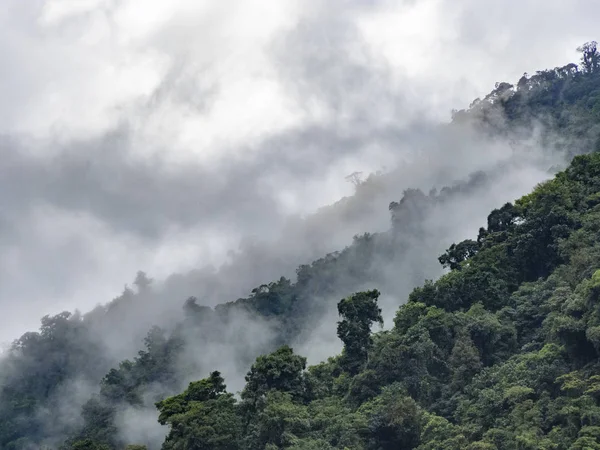 Paysage Brumeux Dans Forêt Tropicale Costa Rica Avec Rangée Arbres — Photo