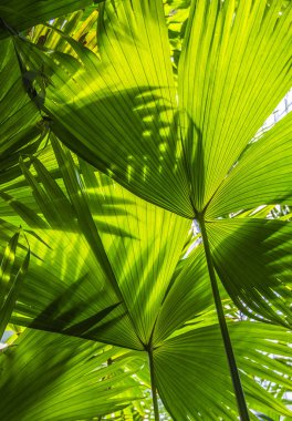 güneş ışığı içinde ağaç güzel yeşil palmiye yaprakları