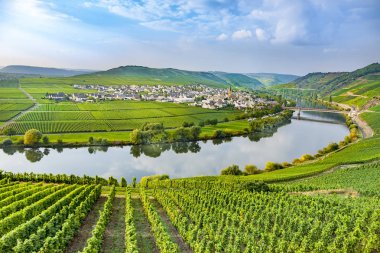 Trittenheim, Almanya 'daki ünlü Moselle Sinuosity