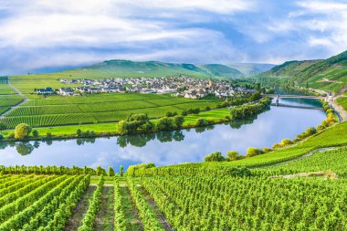 famous Moselle Sinuosity in Trittenheim, germany clipart
