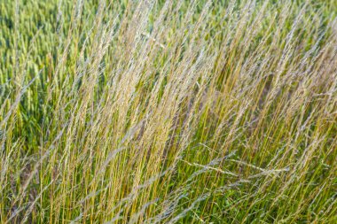 Taze yeşil mısır tarlası ayrıntılarıyla