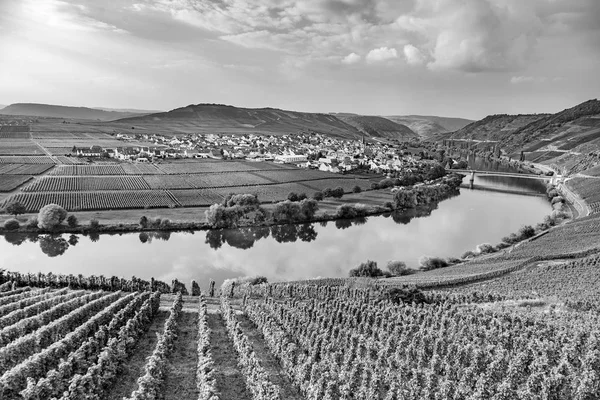 Slavný Moselle Sinuosity Trittenheimu Německo — Stock fotografie