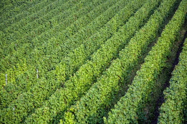 Viñedos Las Colinas Del Río Mosela Verano Con Uvas Frescas — Foto de Stock