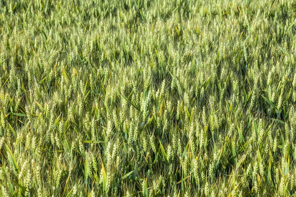 Fresh Green Corn Field Detail — Stock Photo, Image