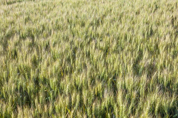 Frisches Grünes Maisfeld Detail — Stockfoto