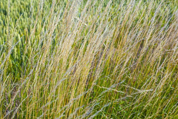 Frisches Grünes Maisfeld Detail — Stockfoto