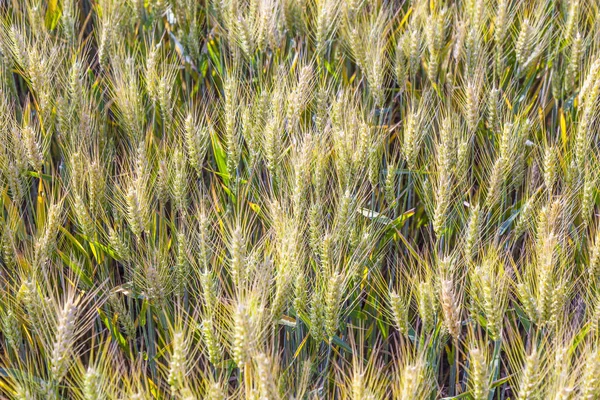 Campo Maíz Verde Fresco Detalle —  Fotos de Stock