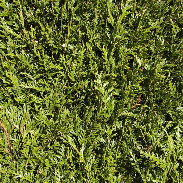 Detail Der Grünen Hecke — Stockfoto