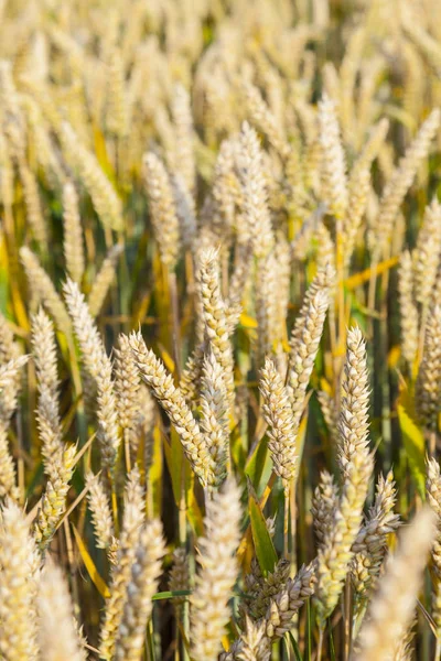 Background Ripe Corn Field Golden Colors — Stock Photo, Image