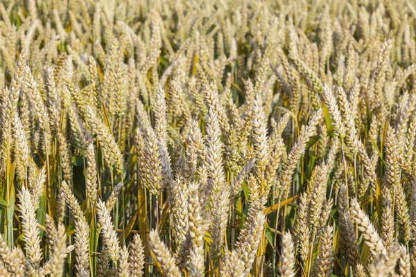 Background Ripe Corn Field Golden Colors — Stock Photo, Image