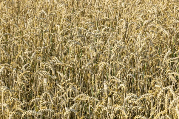 황금빛으로 옥수수 — 스톡 사진