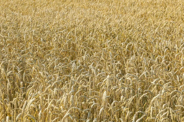 Background Ripe Corn Field Golden Colors — Stock Photo, Image
