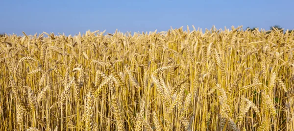 Achtergrond Van Rijpe Maïsveld Gouden Kleuren — Stockfoto