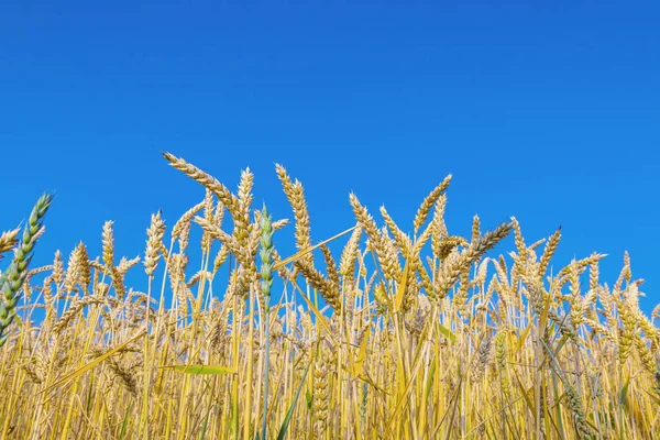 Hintergrund Des Reifen Maisfeldes Goldenen Farben — Stockfoto