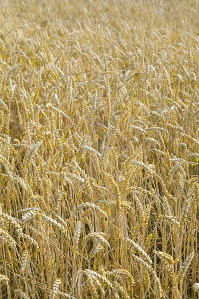 Hintergrund Des Reifen Maisfeldes Goldenen Farben — Stockfoto