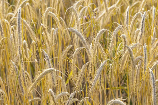 Bakgrund Mogna Majs Fält Gyllene Färger — Stockfoto