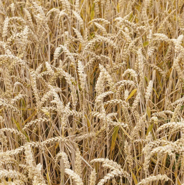 Háttér Érett Kukorica Mező Aranyszínű — Stock Fotó
