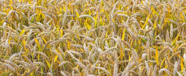 Bakgrund Mogna Majs Fält Gyllene Färger — Stockfoto