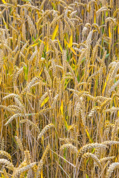 Achtergrond Van Rijpe Maïsveld Gouden Kleuren — Stockfoto