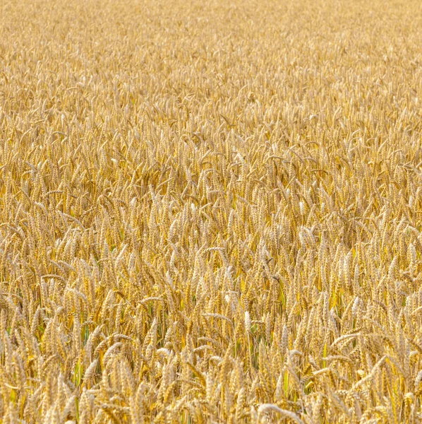 Background Ripe Corn Field Golden Colors — Stock Photo, Image