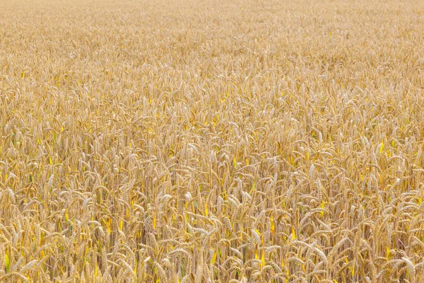 金黄色的成熟玉米地的背景 — 图库照片