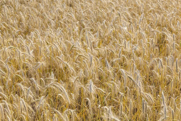 Background Ripe Corn Field Golden Colors Stock Image