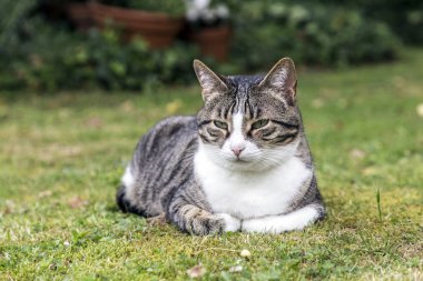 Kedi çim üzerinde yatıyor ve ileri bakıyor