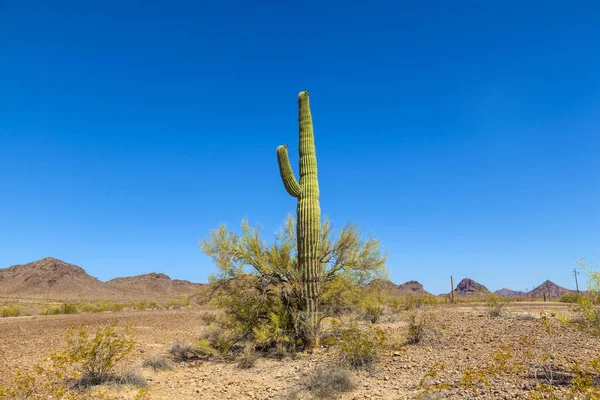 Beautiful Green Cacti Landscape — Stock Photo, Image