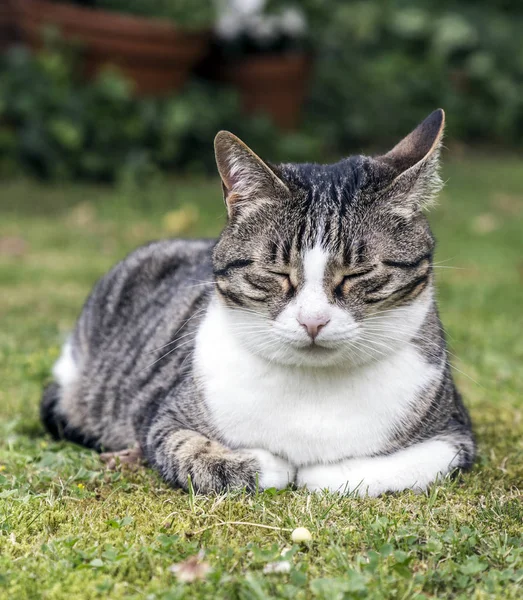 Cat Trova Sull Erba Con Gli Occhi Chiusi — Foto Stock