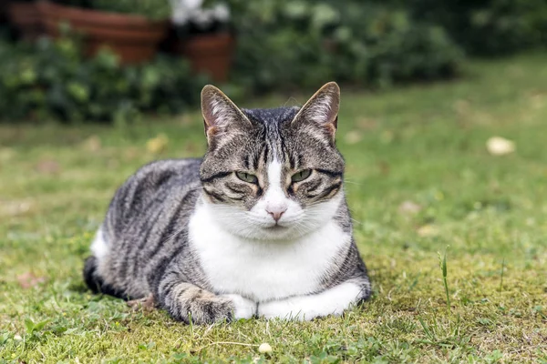 Cat Ligt Het Gras Kijkt Uit — Stockfoto