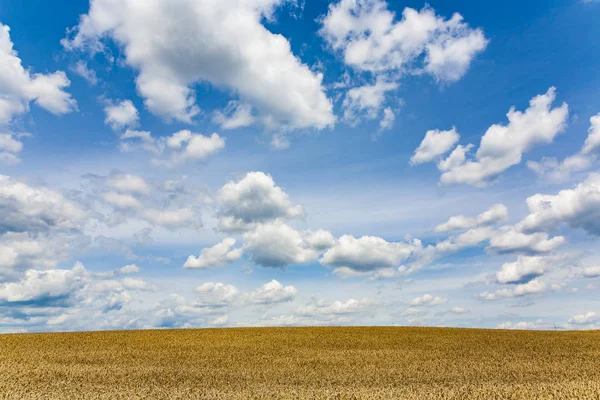 Nuvens brancas e céu azul com campos de milho — Fotografia de Stock