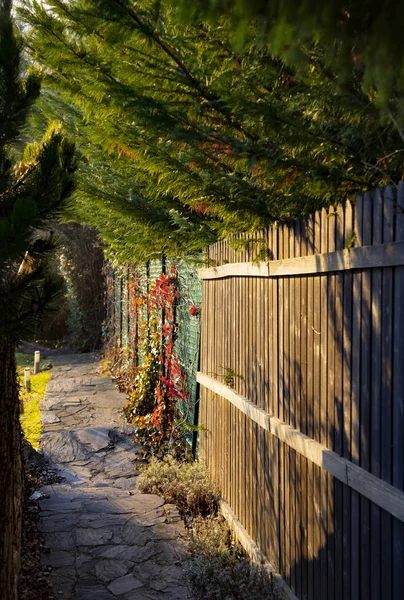 Утренний свет на садовой дорожке с деревянным забором и зелеными деревьями — стоковое фото