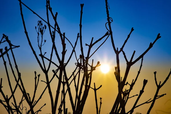 Detail des Sonnenaufgangs mit Winterbäumen davor — Stockfoto